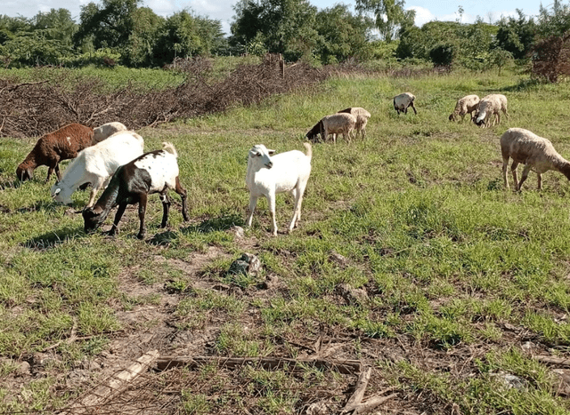 Livestock