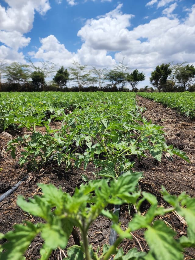 Sustainable Farming