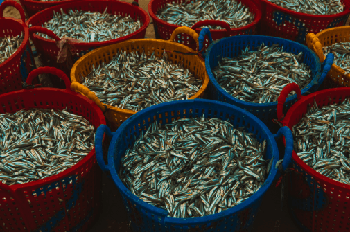 Fish Feed Production Launch