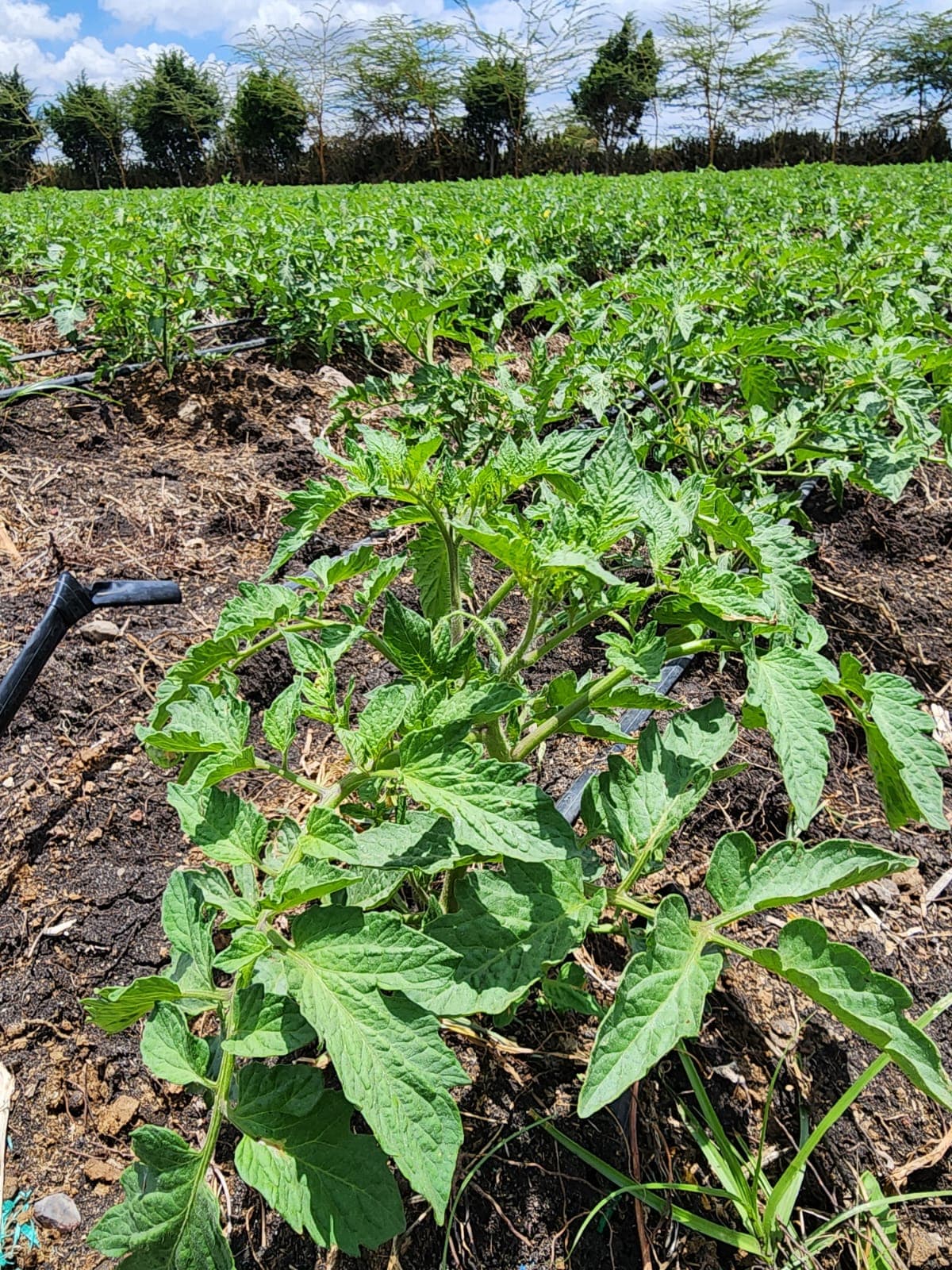 Vegetable harvest and climate-smart farming